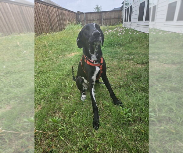 Medium Photo #4 Great Dane Puppy For Sale in Bullard, TX, USA