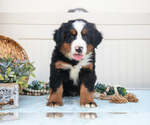 Puppy Bear Bernese Mountain Dog