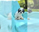 Small #2 Shih Tzu