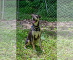Small #5 Rottweiler Mix