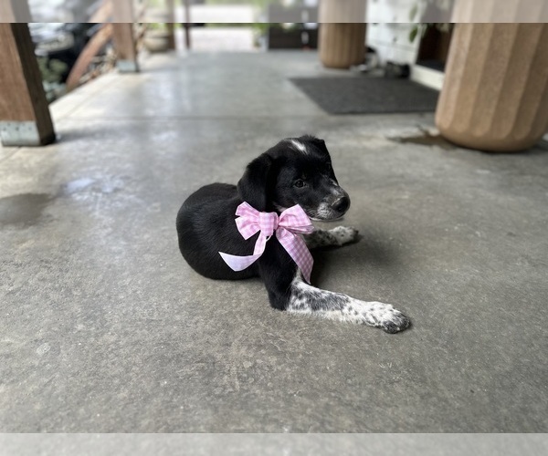 Medium Photo #5 Australian Shepherd-Saint Bernard Mix Puppy For Sale in JEFFERSONVILLE, IN, USA