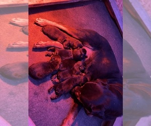 Rottweiler Puppy for sale in RICHMOND, VA, USA