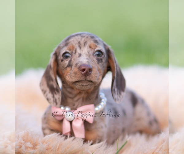 Medium Photo #3 Dachshund Puppy For Sale in WARSAW, IN, USA