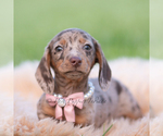 Small #2 Dachshund