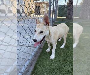 Mutt Dogs for adoption in Downey, CA, USA