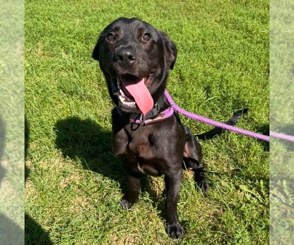 Medium Photo #2 Labrador Retriever-Unknown Mix Puppy For Sale in Muskegon, MI, USA