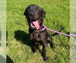 Small #1 Labrador Retriever Mix