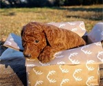 Small Photo #8 Poodle (Standard) Puppy For Sale in STOKESDALE, NC, USA