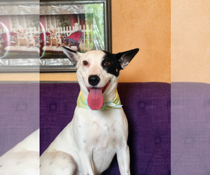 Mutt Dogs for adoption in Rockaway, NJ, USA