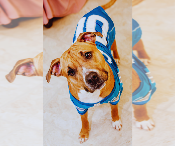 Medium Photo #4 American Staffordshire Terrier-Unknown Mix Puppy For Sale in Belleville, MI, USA