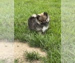 Small Photo #3 Pomeranian Puppy For Sale in BEECH GROVE, IN, USA