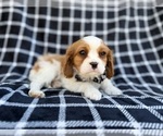 Small #6 Cavalier King Charles Spaniel