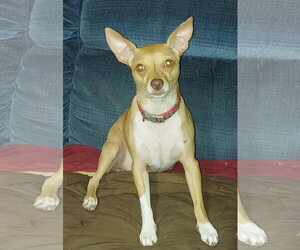 GYPSY - Female Chihuahua-Unknown Mix Dog for Adoption - Photo #4