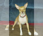 Small Photo #4 Chihuahua-Unknown Mix Puppy For Sale in Westmont, IL, USA