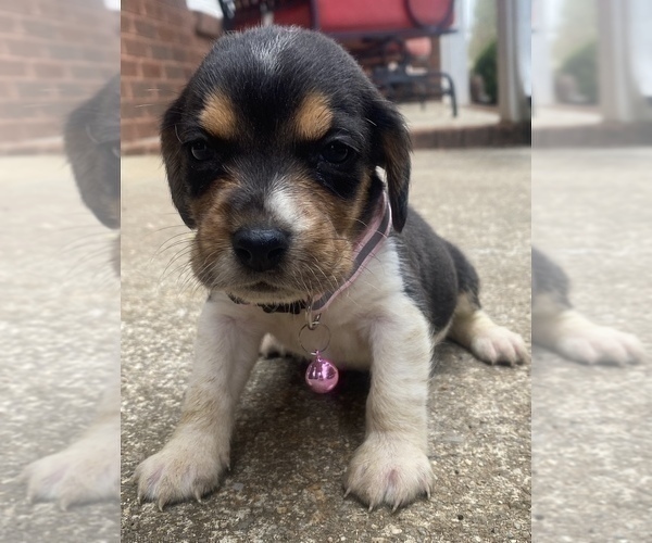 Medium Photo #3 Beagle Puppy For Sale in HAZEL GREEN, AL, USA