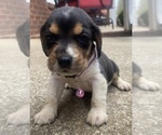 Small Photo #3 Beagle Puppy For Sale in HAZEL GREEN, AL, USA