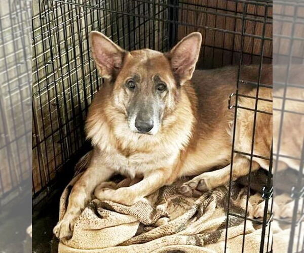 Medium Photo #1 German Shepherd Dog Puppy For Sale in Rootstown, OH, USA