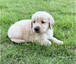 Small #1 Golden Retriever