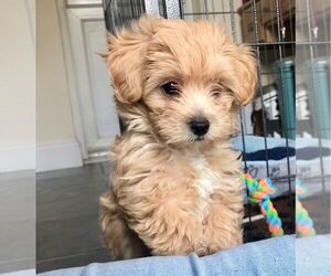 Maltese-Poodle (Toy) Mix Puppy for sale in BONNIE, UT, USA