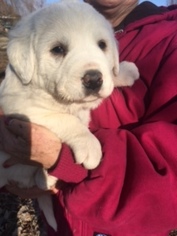 Great Pyrenees Puppy for sale in WOLFE CITY, TX, USA