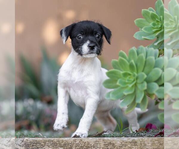 Medium Photo #4 Jack Russell Terrier-Unknown Mix Puppy For Sale in San Diego, CA, USA