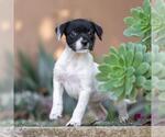 Small #3 Jack Russell Terrier Mix
