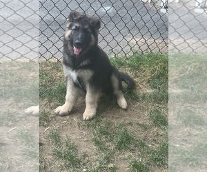 German Shepherd Dog Puppy for sale in BRISTOL, CT, USA