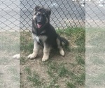 Small German Shepherd Dog