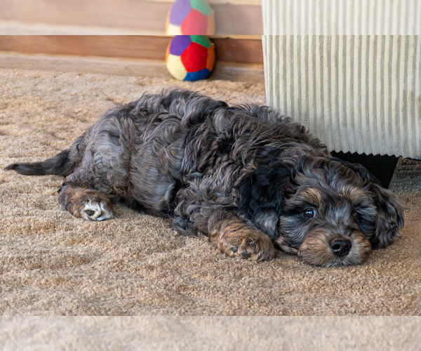 Medium Photo #1 Bernedoodle (Miniature) Puppy For Sale in ROY, UT, USA