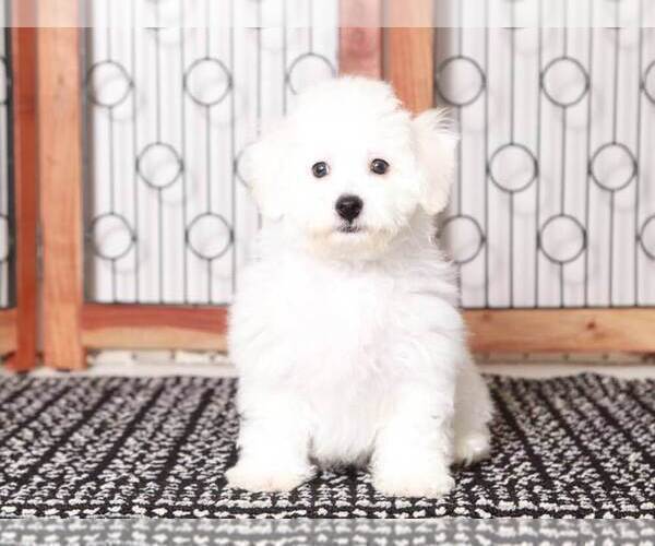 Medium Photo #2 Bichon Frise Puppy For Sale in NAPLES, FL, USA