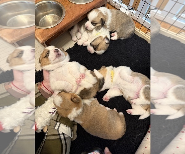 Medium Photo #11 Pembroke Welsh Corgi Puppy For Sale in GRAND RAPIDS, MI, USA