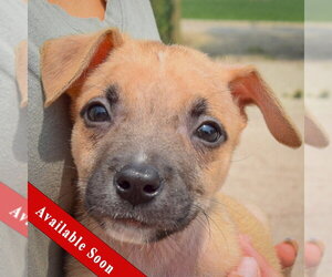 Labsky Dogs for adoption in Huntley, IL, USA