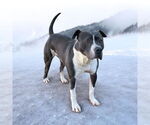 Small #8 American Bulldog