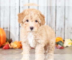 Poochon Puppy for sale in MOUNT VERNON, OH, USA