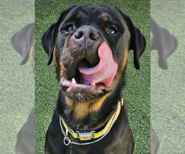 Medium Photo #4 Rottweiler Puppy For Sale in Mooresville, NC, USA