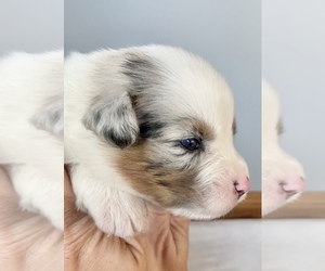 Australian Shepherd Puppy for sale in ROBERTS, IL, USA