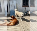 Small #1 Anatolian Shepherd-Great Pyrenees Mix