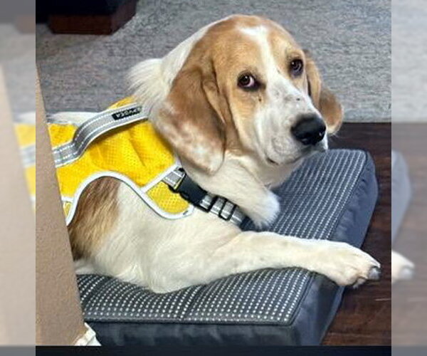 Medium Photo #1 Basset Hound-Great Pyrenees Mix Puppy For Sale in Deepwater, NJ, USA