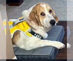 Small Basset Hound-Great Pyrenees Mix