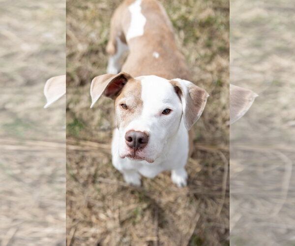 Medium Photo #9 Mutt Puppy For Sale in Crete, IL, USA