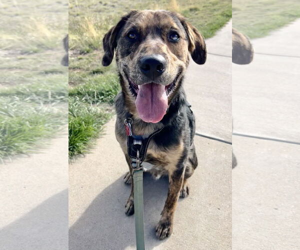 Medium Photo #7 Australian Shepherd-Retriever  Mix Puppy For Sale in Winter Park, CO, USA