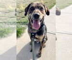 Small #6 Australian Shepherd-Retriever  Mix