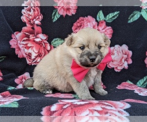 Pomeranian Puppy for sale in CHRISTIANA, PA, USA