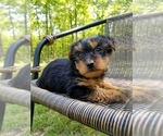 Small Photo #2 Yorkshire Terrier Puppy For Sale in MCMINNVILLE, TN, USA