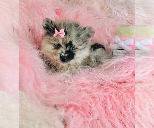 Medium Photo #6 Pomeranian Puppy For Sale in FT LAUDERDALE, FL, USA