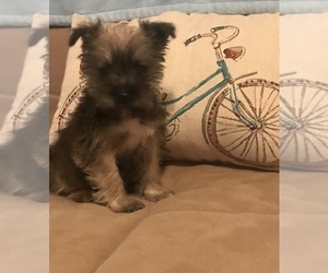 Schnauzer (Miniature) Puppy for sale in BELDEN, MS, USA