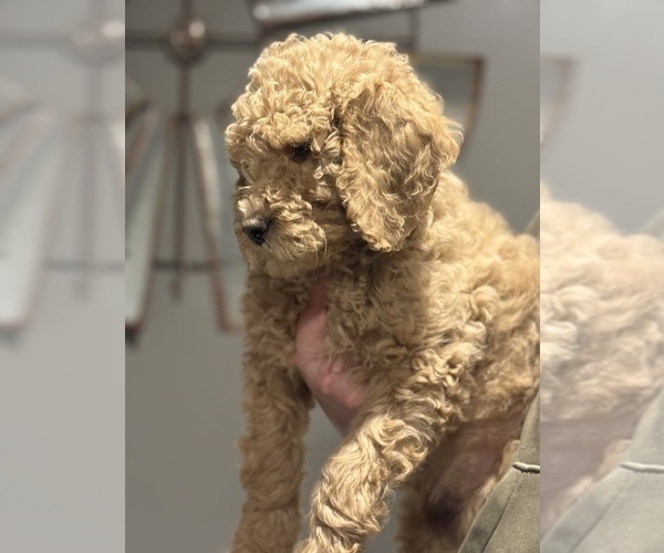 Medium Photo #5 Goldendoodle mix (+ Poodle Miniature) Puppy For Sale in WOODSTOCK, IL, USA