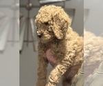 Small #4 Goldendoodle mix (+ Poodle Miniature)