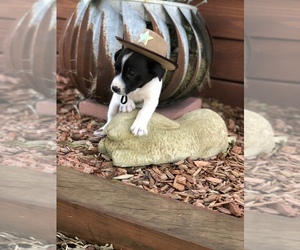 Parson Russell Terrier Puppy for sale in HALLETTSVILLE, TX, USA