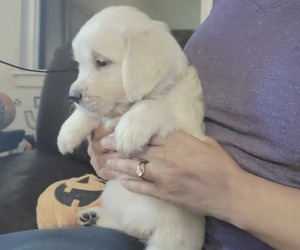 English Cream Golden Retriever Puppy for sale in THORNTON, CO, USA